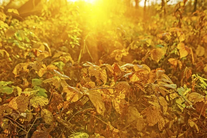 Framed Print : Autumnal plants at sunrise Instagram styles Framed Print : Autumnal plants at sunrise Instagram styles