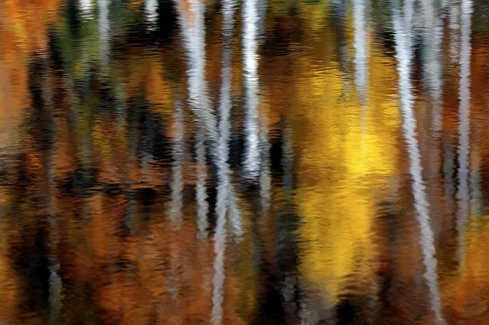 Framed Print : Autumnal trees, reflected in water Framed Print : Autumnal trees, reflected in water