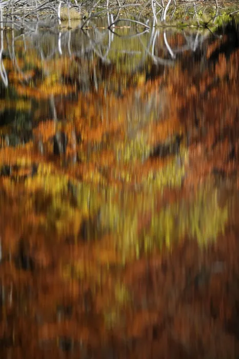 Framed Print : Autumnal trees, reflected in water