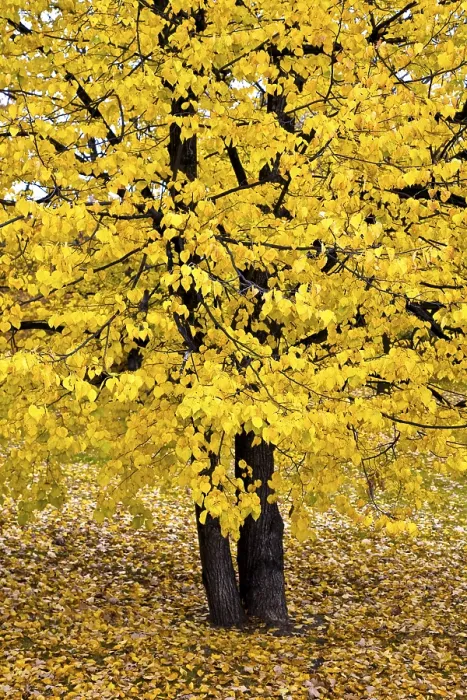 Framed Print : Autumnally colored broad-leaved tree Framed Print : Autumnally colored broad-leaved tree