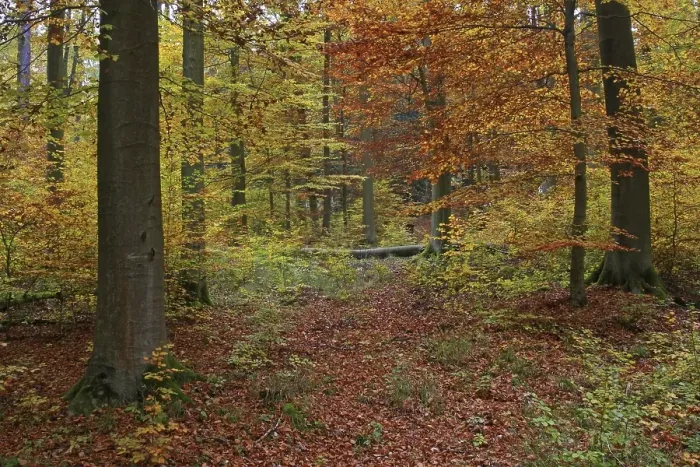 Framed Print : Autumnally coloured beech groove