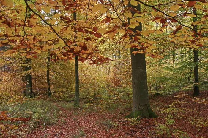 Framed Print : Autumnally coloured beech groove Framed Print : Autumnally coloured beech groove