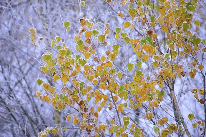 Framed Print : Autumnally coloured leaves of a (Betula) in hoar frost