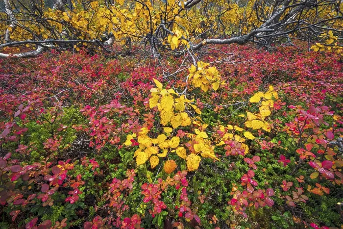 Framed Print : Autumnally discolored vegetation Framed Print : Autumnally discolored vegetation
