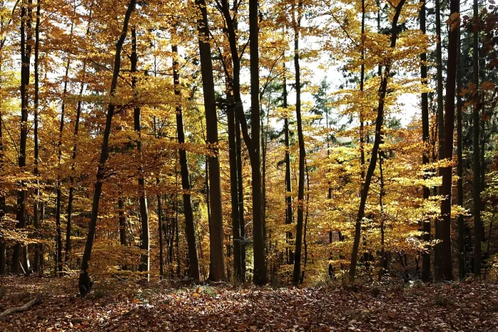 Framed Print : AutumnForest