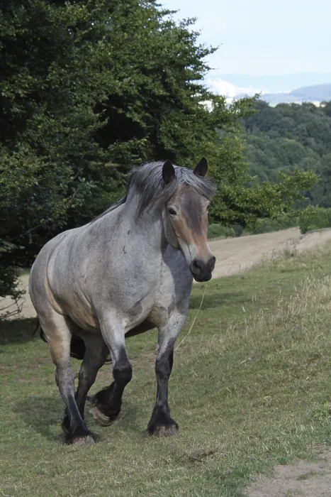 Framed Print : Auxois (cold-blooded horse) Framed Print : Auxois (cold-blooded horse)