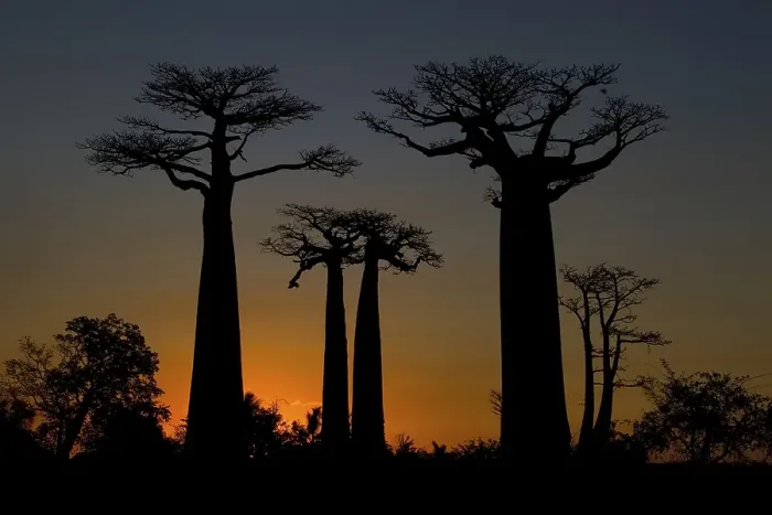 Framed Print : Avenue of Baobab (Adansonia digitata) trees at sunset Framed Print : Avenue of Baobab (Adansonia digitata) trees at sunset