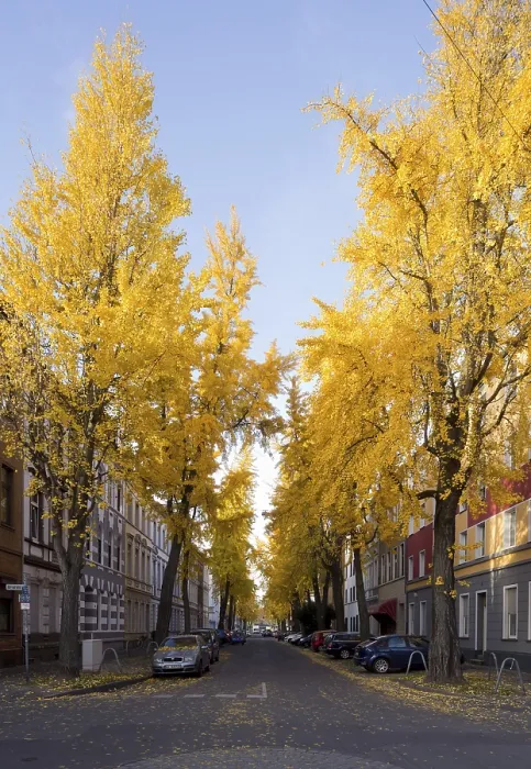 Framed Print : Avenue of gingko trees in autumn