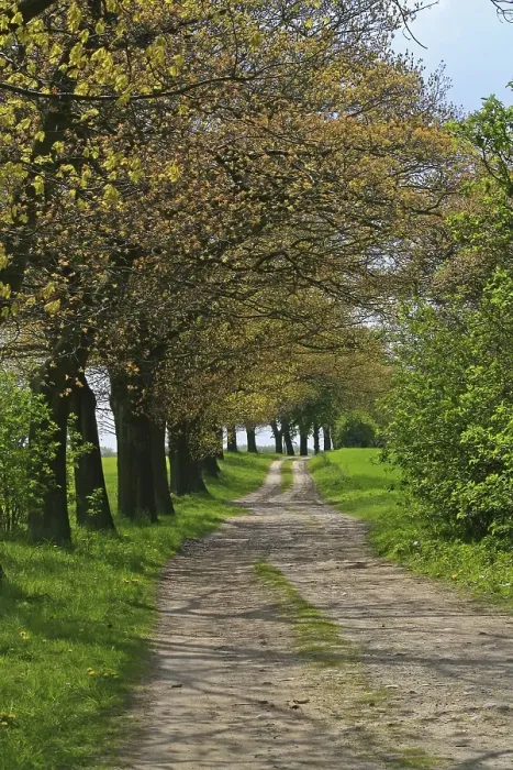 Framed Print : Avenue of trees along a path, Mecklenburg Lake District