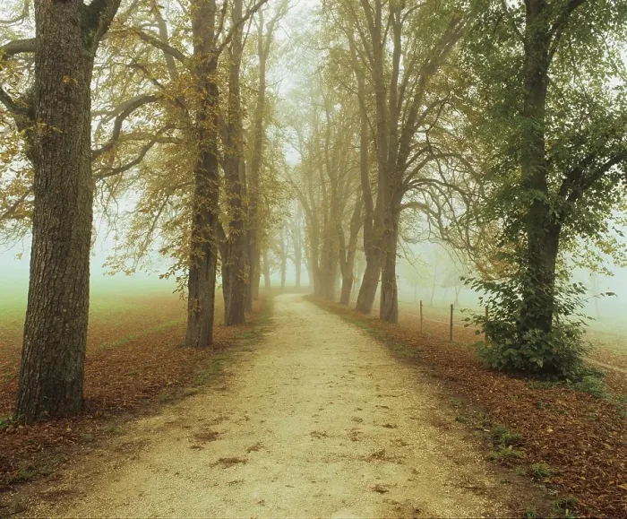 Framed Print : Avenue of trees in the Royal Park of Inzigkofen