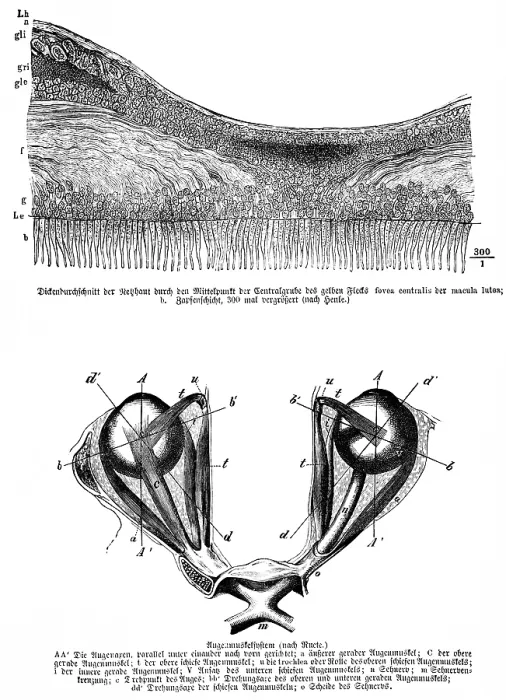 Framed Print : Average thickness of the retina through the center of the central pit of the yellow spot