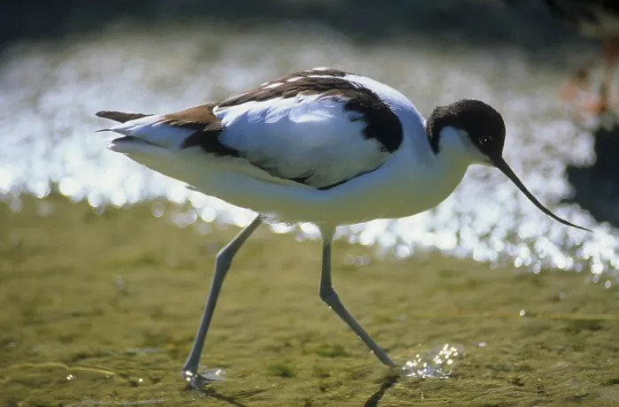 Framed Print : Avocet (Recurvirostra avosetta)
