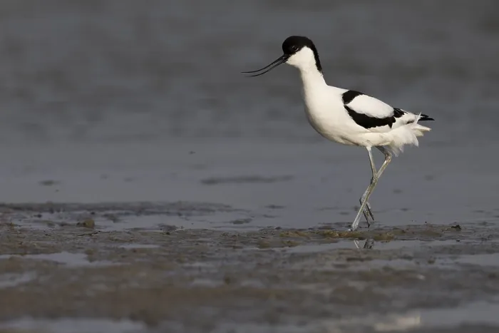 Framed Print : Avocet (Recurvirostra avosetta)