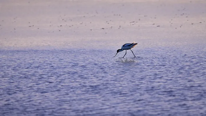 Framed Print : Avocet (Recurvirostra avosetta) in blue water against the light