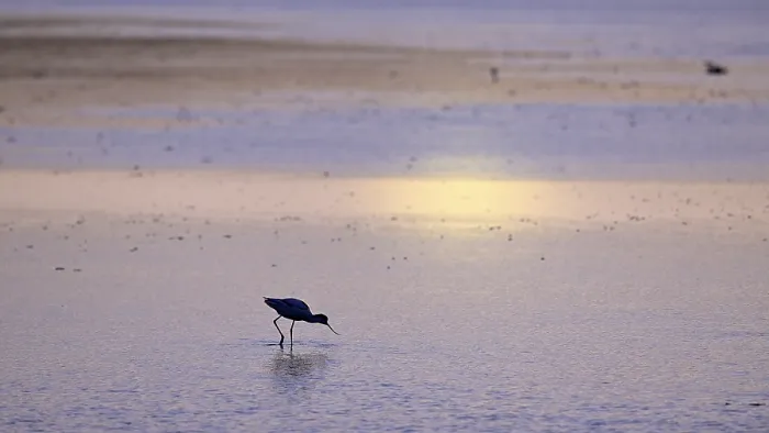 Framed Print : Avocet (Recurvirostra avosetta) in blue water against the light