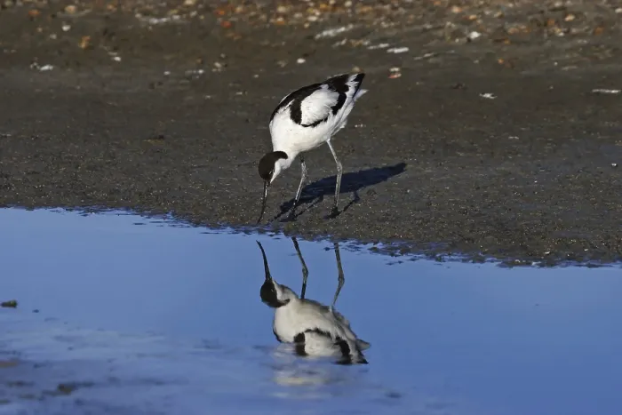 Framed Print : Avocet, Recurvirostra avosetta, pied avocet