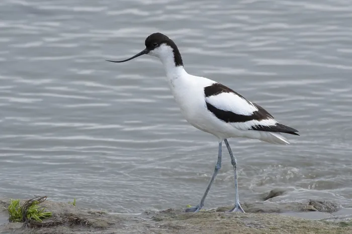 Framed Print : Avocet (Recurvirostra avosette) on the North Sea coast