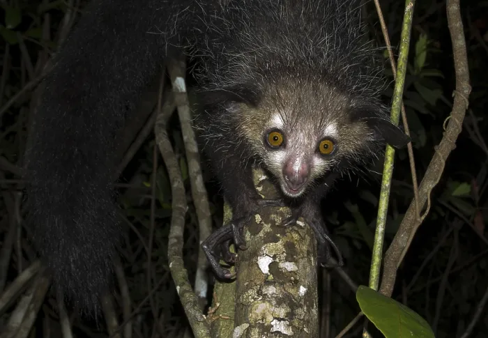Framed Print : Aye-aye (Daubentonia madagascariensis) on tree Framed Print : Aye-aye (Daubentonia madagascariensis) on tree
