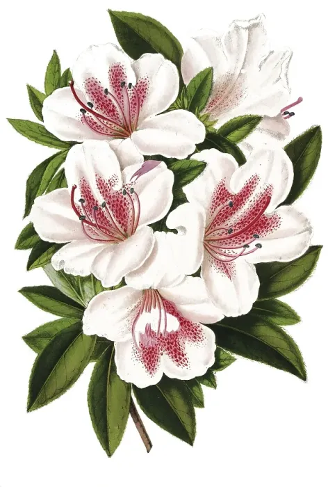 Framed Print : Azalea indica, var. Eulalie van Geert, Indian azalea, plant and flower, digitally reworked reproduction of an original from the 19th century Framed Print : Azalea indica, var. Eulalie van Geert, Indian azalea, plant and flower, digitally reworked reproduction of an original from the 19th century