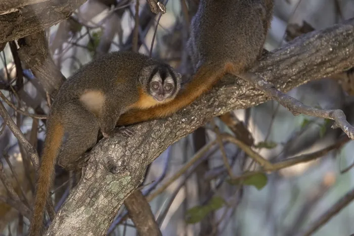 Framed Print : Azaras night monkey (Aotus azarae)