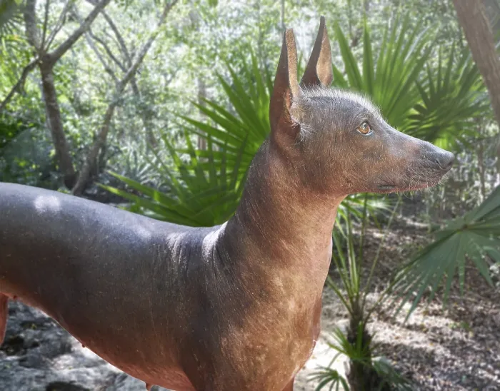 Framed Print : Aztec hairless dog Xoloitzcuintli from Mexico jungle Framed Print : Aztec hairless dog Xoloitzcuintli from Mexico jungle