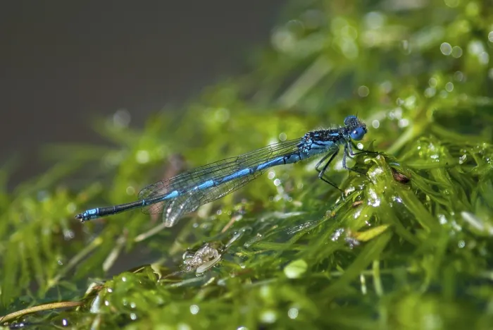 Framed Print : Azure Damselfly, Cercion Lindenii Framed Print : Azure Damselfly, Cercion Lindenii