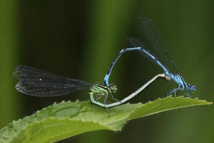 Framed Print : Azure damselfly (Coenagrion puella) Framed Print : Azure damselfly (Coenagrion puella)