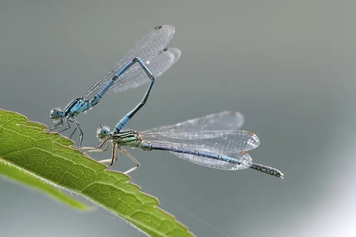 Framed Print : Azure Damselfly (Coenagrion puella), mating Framed Print : Azure Damselfly (Coenagrion puella), mating
