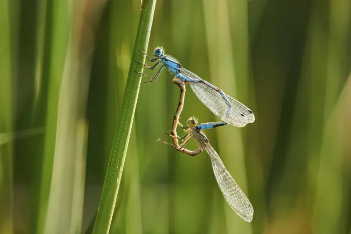 Framed Print : Azure damselfly (Coenagrion puella) sitting on a balde of grass Framed Print : Azure damselfly (Coenagrion puella) sitting on a balde of grass