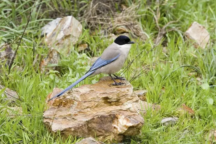 Framed Print : Azure-winged Magpie (Cyanopica cyana) Framed Print : Azure-winged Magpie (Cyanopica cyana)