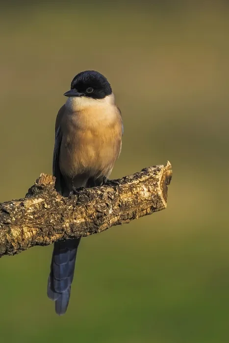 Framed Print : Azure-winged Magpie (Cyanopica cyana) on a cork oak branch