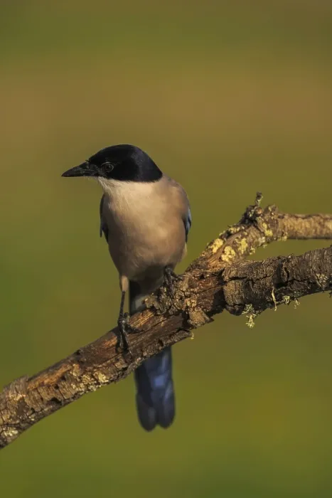 Framed Print : Azure-winged Magpie (Cyanopica cyana) on a cork oak branch