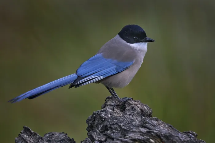 Framed Print : Azure-winged Magpie, Cyanopica cyanus