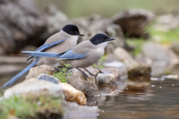 Framed Print : Azure-winged magpies (Cyanopica cyana) at the water