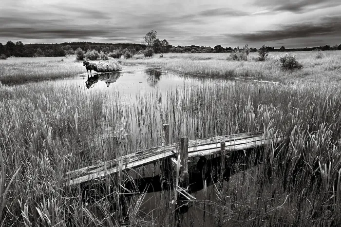 Framed Print : B / w colored landscape, meadow, stream