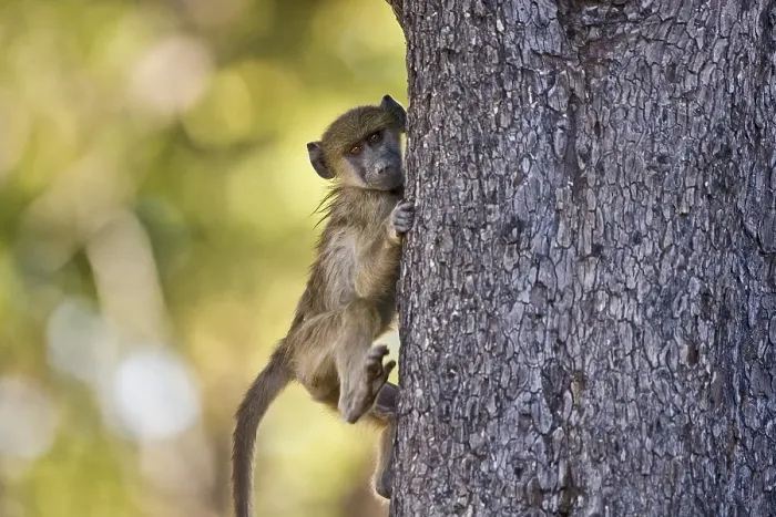 Framed Print : Baboon-baby (Papio) clinging to a tree Framed Print : Baboon-baby (Papio) clinging to a tree