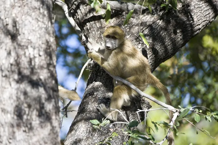 Framed Print : Baboon (Papio) climbing a tree