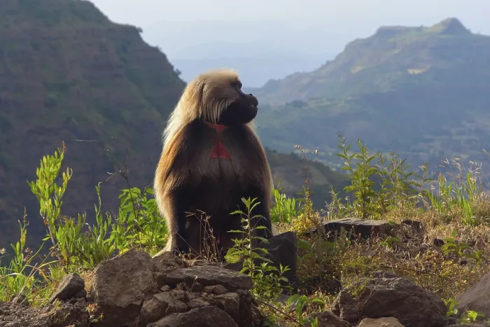 Framed Print : Baboon (Papio hamadryas) sitting on the rock in Ethiopian highlands