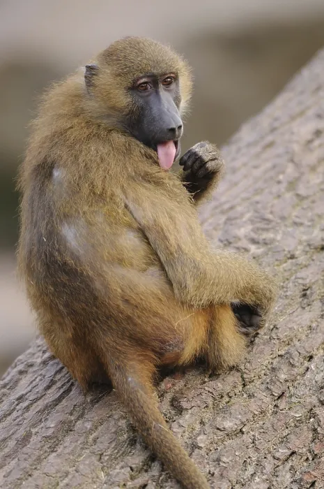 Framed Print : A baboon sits playfully on a tree trunk and sticks out its tongue