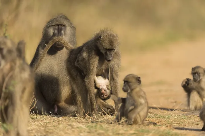 Framed Print : Baby baboon in the wilderness of Africa