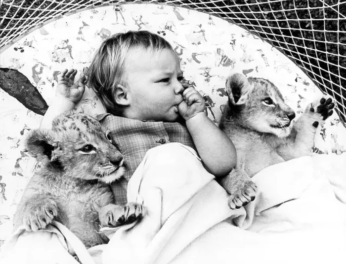 Framed Print : Baby and baby lions in bed, England, Great Britain