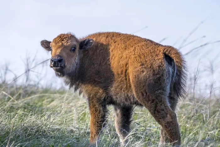 Framed Print : Baby Bison roaming around in the greenery pasture of the preserve park Framed Print : Baby Bison roaming around in the greenery pasture of the preserve park