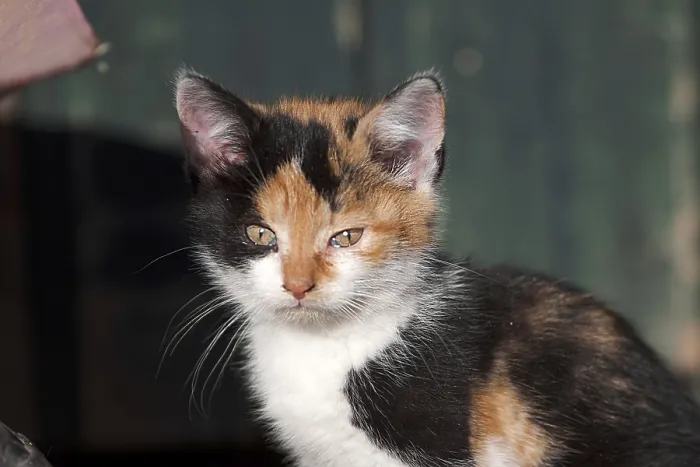 Framed Print : Baby cat, cute kitten