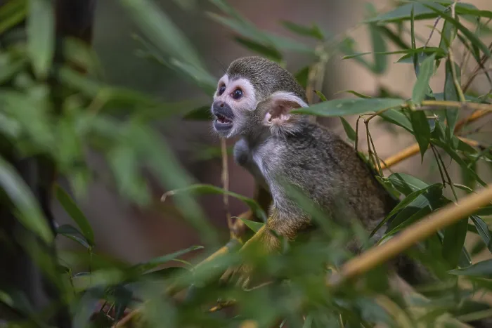 Framed Print : One baby Central American squirrel monkey