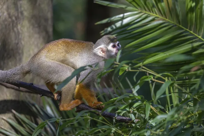 Framed Print : One baby Central American squirrel monkey