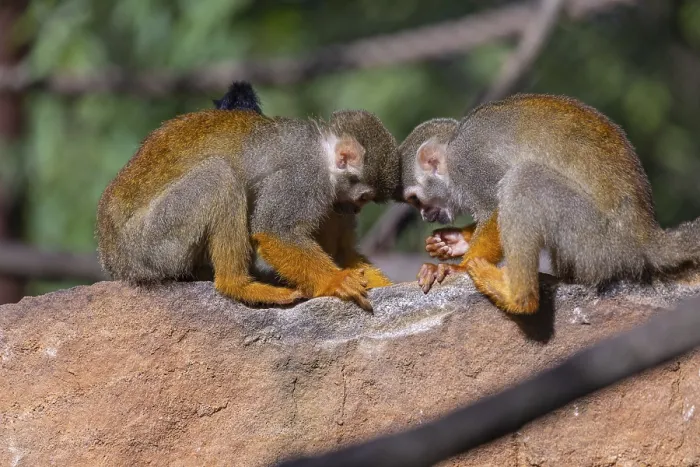 Framed Print : Two baby Central American squirrel monkey Framed Print : Two baby Central American squirrel monkey