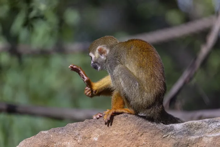 Framed Print : One baby Central American squirrel monkey Framed Print : One baby Central American squirrel monkey