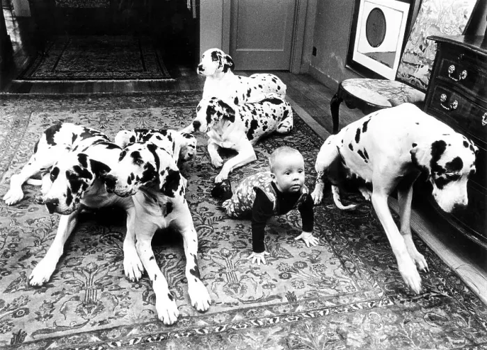 Framed Print : Baby with Dalmatians in the living room Framed Print : Baby with Dalmatians in the living room