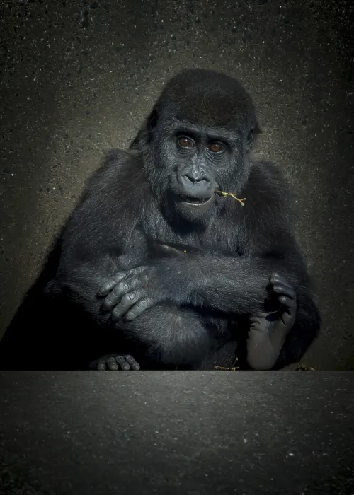 Framed Print : A baby female gorilla sitting on concrete low key Framed Print : A baby female gorilla sitting on concrete low key