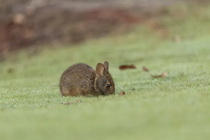 Framed Print : Baby Florida Marsh Rabbit Sylvilagus palustris on a patch of green grass in Sarasota Framed Print : Baby Florida Marsh Rabbit Sylvilagus palustris on a patch of green grass in Sarasota